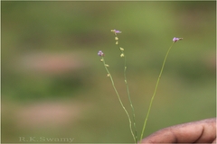 Utricularia caerulea